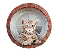 Web Gatos.png