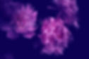 Pink Peonies Closeup_edited.jpg