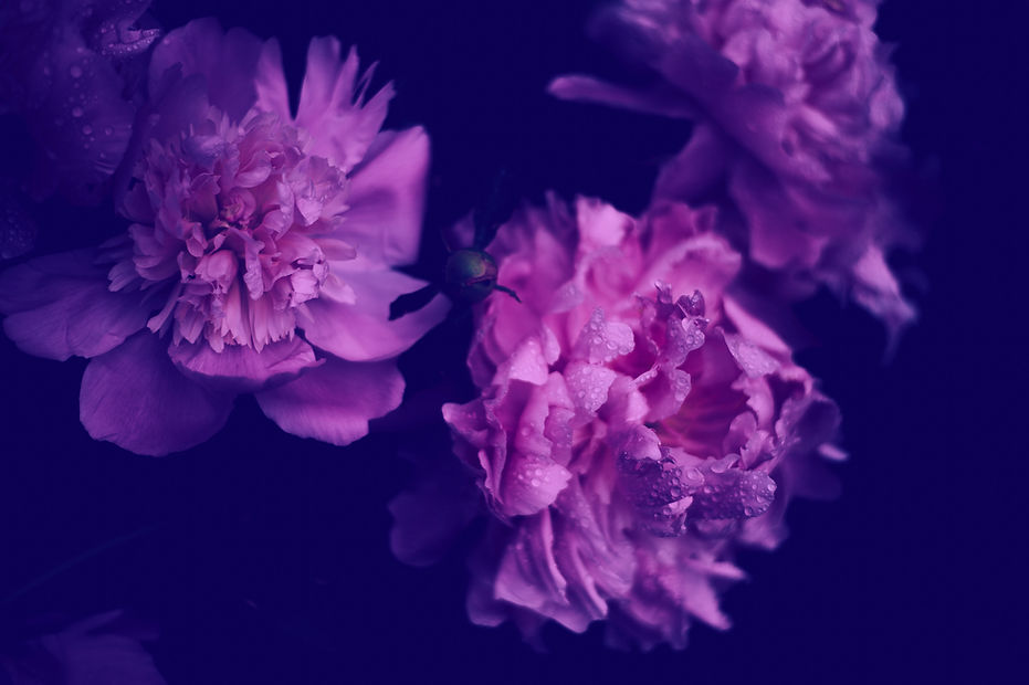 Pink Peonies Closeup_edited.jpg