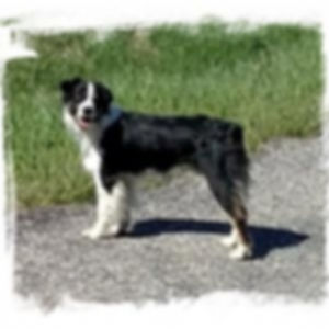 Shelby_2019_2.14783215_sq_thumb_m.jpg