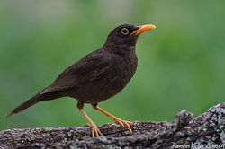 809-Zorzal-Chiguando-Turdus-chiguanco-Ch