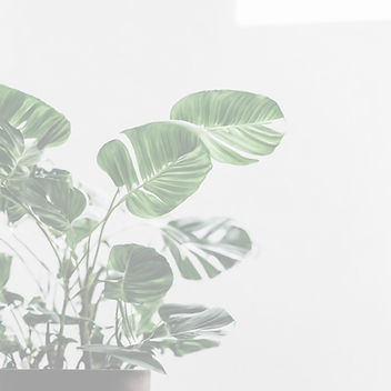 plant with clean white background.jpg