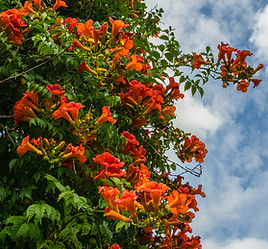 Trumpet Vine.jpg