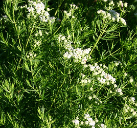 Pycnanthemum_tenuifolium_001.jpeg
