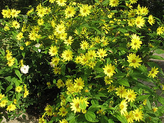 Helianthus Lemon Queen.jpg