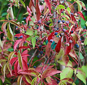 Virginia Creeper.jpg