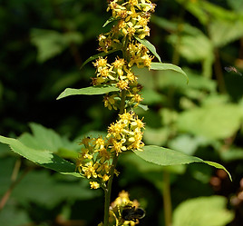 Zig Zag goldenrod.jpg