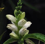 white turtlehead.jpeg