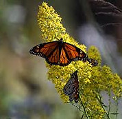 SHowy goldenrod.jpeg