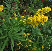 Seaside Goldenrod.webp