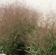 Panicum_virgatum_112.webp