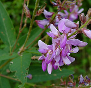 desmodium canadense.jpg