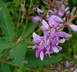 desmodium canadense.jpg