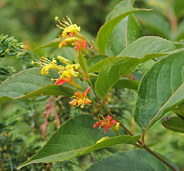 Diervilla_lonicera_5492641_4x3.jpg