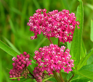 Asclepias Incarnata.jpg