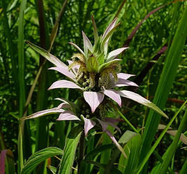 monarda_punctata.jpg
