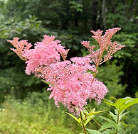 IMG_9471.jpeg