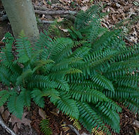 Christmas_fern.jpg