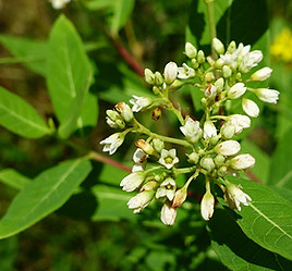 apocynum_cannabinum.jpg