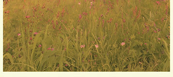 northeast meadow_edited.png