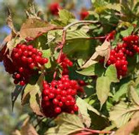 American Cranberry Bush.jpeg