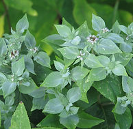 Pycnanthemum_muticum_(14882530104).jpg
