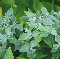 Pycnanthemum_muticum_(14882530104).jpg