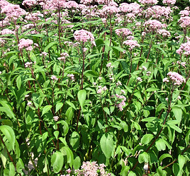 Eutrochium_maculatum_04.jpeg