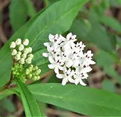 Ice Ballet Milkweed.jpeg