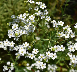 Flowering spurge.jpg