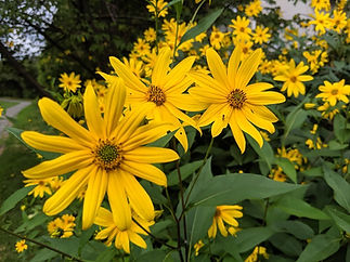 Helianthus Tuberosus.jpg