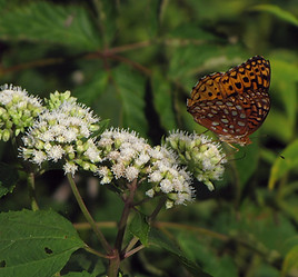 White Snakeroot.jpg
