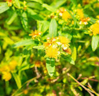 shrubby st johns wort.jpeg