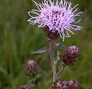 liatris novae.jpeg