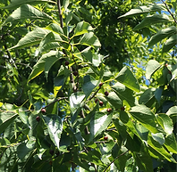 Celtis_occidentalis4375_edited.png