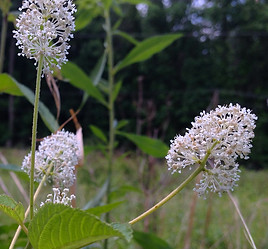 Ceanothus americanus.jpg