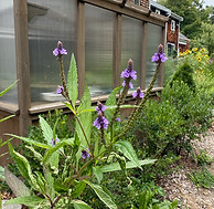 IMG_9748.jpeg