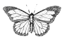 butterfly_edited_edited.png