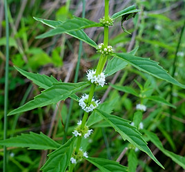 lycopus_americanus.jpg
