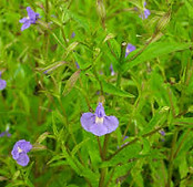 Mimulus ringens.jpeg