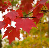 red maple.jpeg