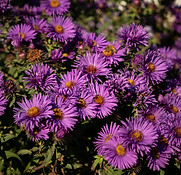 New England Aster.jpeg