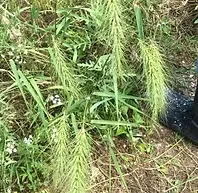 elymus canadensis .webp