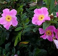 Rosa Virginiana.jpeg
