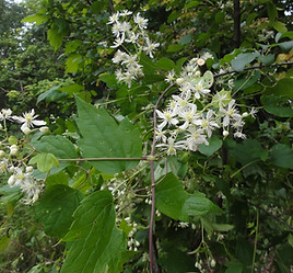 Clematis_virginiana_SCA-03920.jpg