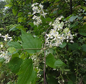 Clematis_virginiana_SCA-03920.jpg