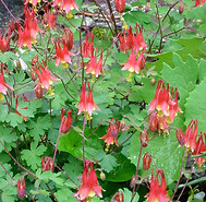 Aquilegia_canadensis_4782.jpg