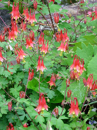 Aquilegia_canadensis_4782.jpg
