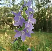 Campanula americana.webp