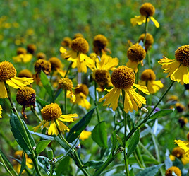 Helenium autumnale.jpg